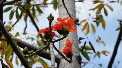 木棉花开时,探寻花开时节的浪漫与希望